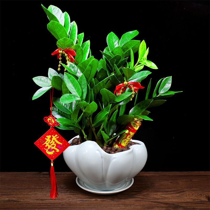 Money Tree Potted Plant, Money Tree, Office Flowers, Evergreen Living Room Plants, Housewarming and Opening Gifts, Green Plants