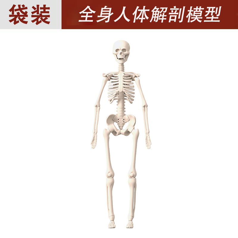 Modelo de estructura del cuerpo humano juguete para niños stem cognitivo ciencia y educación rompecabezas ensamblaje de órganos esqueleto esqueleto fabricante de estructura