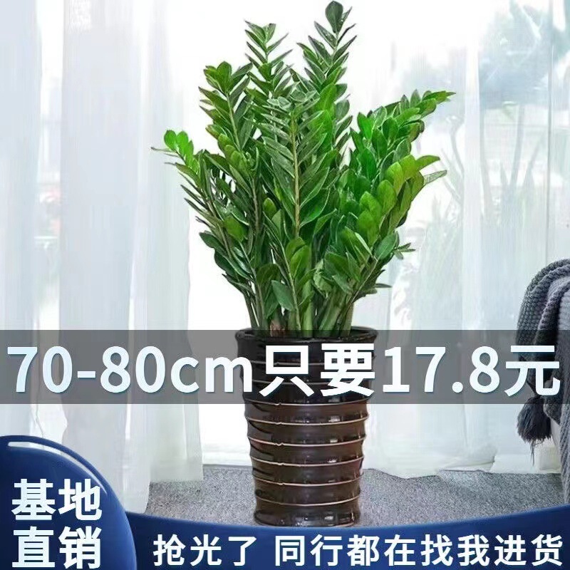 Money Tree Large Potted Tall Plant Indoor Florals Living Room Large Green Plant Money String to Attract Wealth All Year Round Evergreen Free Shipping Money Tree Large Potted Tall Plant Indoor Florals Living Room Large Green Plant Money String to Attract Wealth All Year Round Evergreen Free Shipping