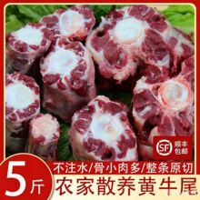 新鲜牛尾黄牛尾牛尾骨农家放养黄牛尾生牛肉整根切片清真国产直供