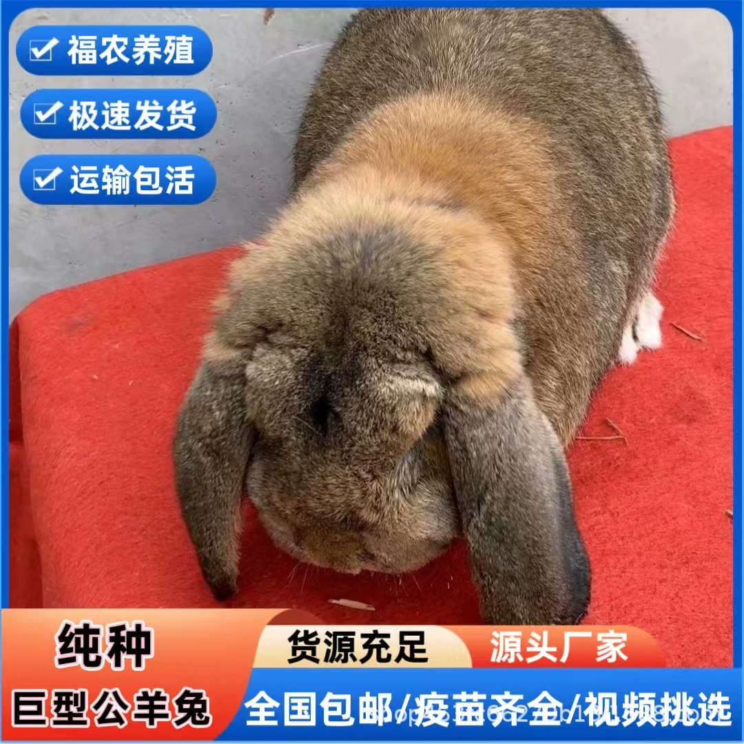 Аутентичные французские гигантские кролики-бараны, живые крупные кролики-бараны с длинными ушами, разведение кроликов-баранов, рассада кроликов-баранов, скидка на большие объемы