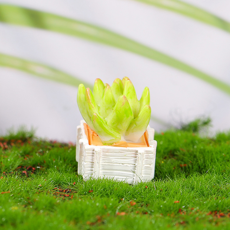 흰색 상자 선인장