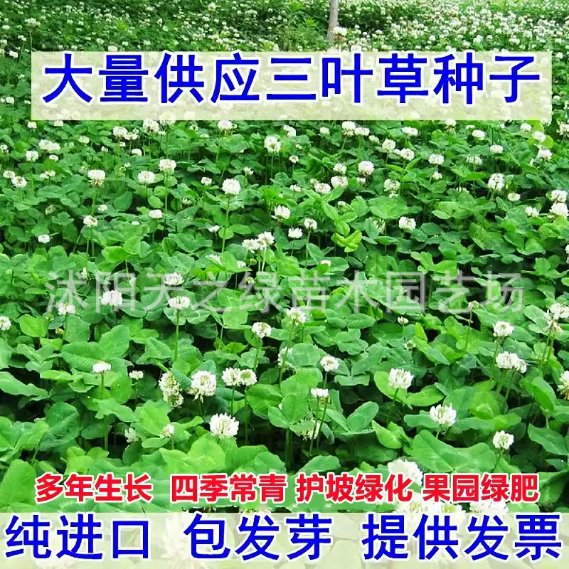 Импортные семена белого клевера, семена клевера удачи, семена красного клевера для ландшафтного дизайна, для посадки газонов, семена травы для двора