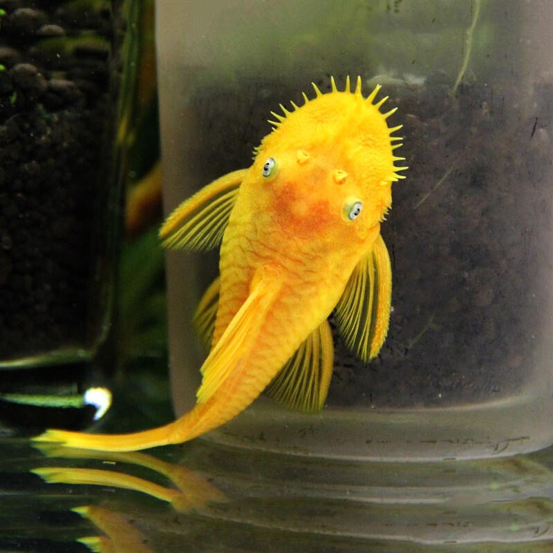 Golden Beard Fish Living Blue Eye Beard Red Eye Beard Camouflage Snowflake Beard Algae Cleaning Fish Tropical Fish Golden Beard Fish Living Blue Eye Beard Red Eye Beard Camouflage Snowflake Beard Algae Cleaning Fish Tropical Fish