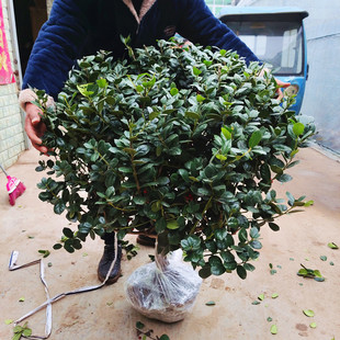 �o���۹ǘ������辰ͥԺ���۹��Ӽ�����F�����M�ù��ļ�����