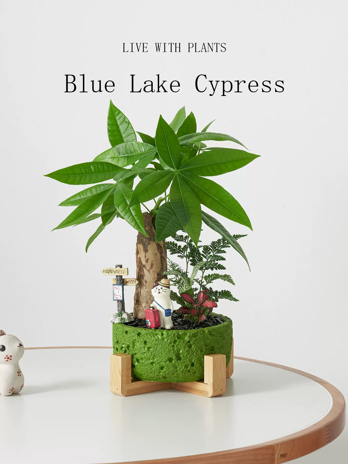 发财树盆栽花卉办公室绿植室内桌面好养盆景旺宅植物礼物送礼