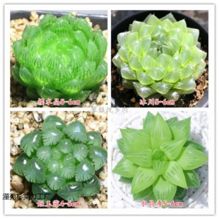 ֲl¶u¶Mϼ¶¶ˮ¶҃B