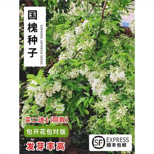 Freshly Harvested Seeds of Fast-Growing Trees, Yellow Acacia, Red Acacia, Acacia Seeds, Purple Acacia, Acacia Tree Seeds
