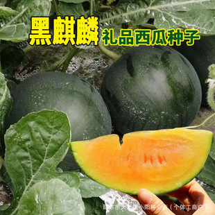 ���������ϷN���s�����Ѻ�Ƥ�tȿ�o�����ϷN���ش�����͟o����