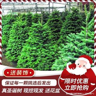 Real Pine Christmas Tree, Real Pine Tree for Christmas, Noble Real Tree, Live Spruce, Norwegian Green Plant Potted