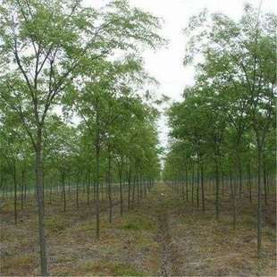 �Θ�N�� �t�Θ�N�� С���� ���� �י� Ѫ�� ����ηN����ľ�N��