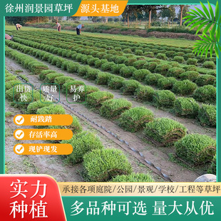 Real Turf Manila Green Turf Four Seasons Green Golf Turf Roll School Turf Slope Greening Turf Roll