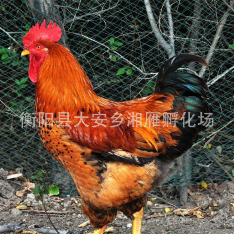 小鸡孵化厂批发良凤花阉鸡出壳红毛黄脚大种快大型肉鸡苗活体