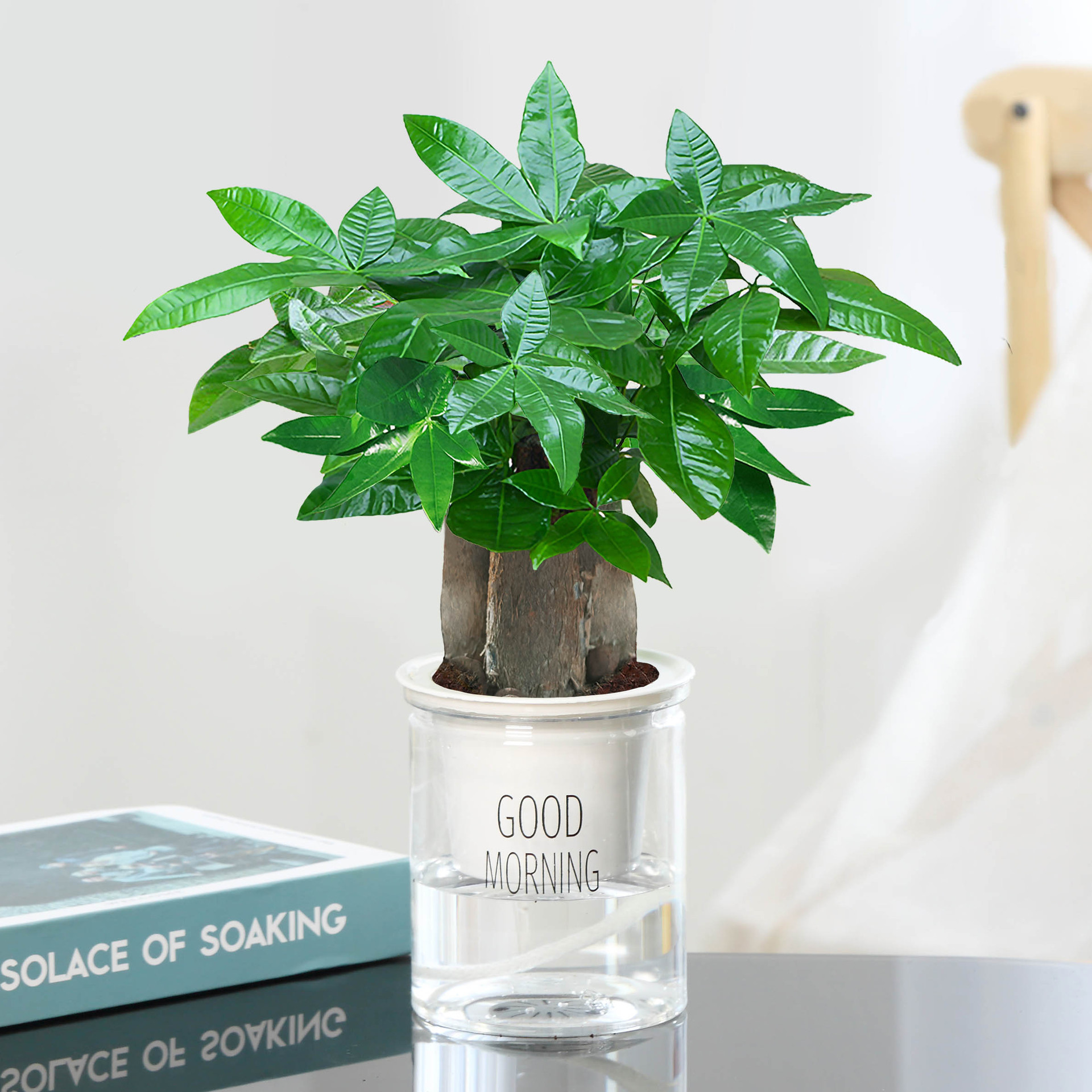 árboles ricos pequeñas plantas de maceta flores verdes plantas de oficina absorción de formaldehído árboles hidropónicos de bambú de lapis verde buena alimentación maceta