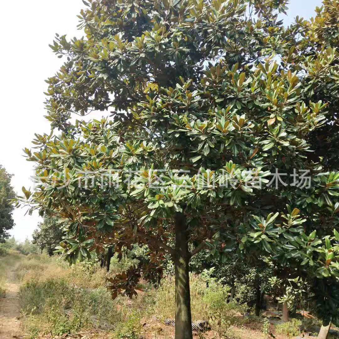 广玉兰树批发 湖南白玉兰二乔玉兰紫玉兰树苗别墅庭院耐寒大型风