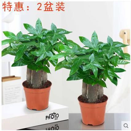 Three-pole money tree 2 pots [original pot and original soil]