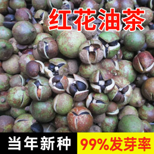 ² 軨N ͲN Ә ͘tͲ׻Ͷ