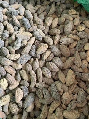 200头乌园参乌圆球参淡干细皮 免刷皮海参批发酒店水发食材参500g