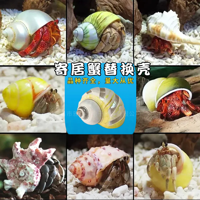 ヤドカリの殻巻き魚交換専用殻天然巻貝繁殖水槽造園水族館装飾セット|undefined