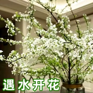 Snow Willow Dry Branch Florals, Hydroponic Cold-Resistant Water Culture, Potted Green Plants, Florals Blooming When Exposed to Water, Fragrant Flower Arrangement Plants