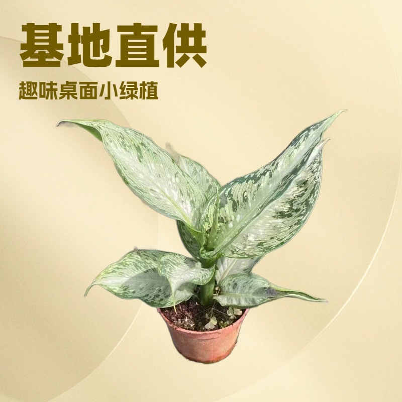 Base supply indoor green implants mini potted plants 90 cups in the…