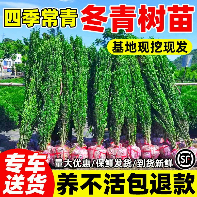 Саженцы холли, французский самшит Хоккайдо, вертикальный забор, ограда для двора, растение круглый год, вечнозеленая, морозостойкая живая изгородь