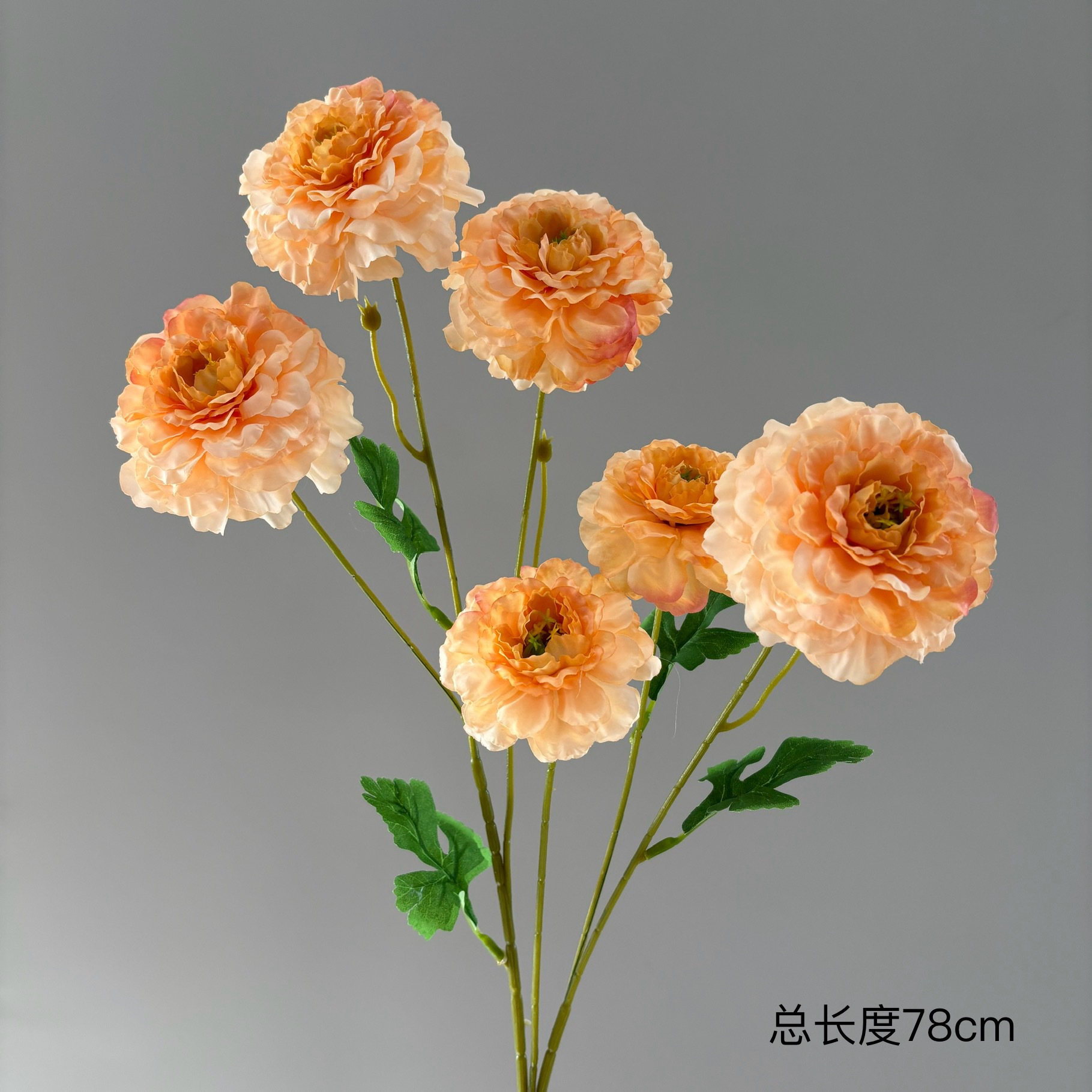 6마리 잉어 모란 (딥 샴페인)
