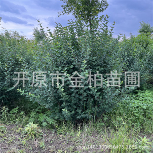 �{�~�̶���������������{�~�̶����Եر���ľ�{�~�̶��G�hС��