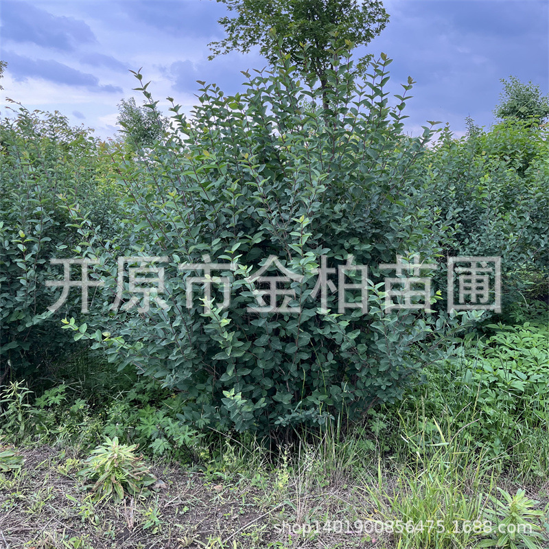蓝叶忍冬丛生大墩造型球蓝叶忍冬盆栽地被苗木蓝叶忍冬绿篱小苗