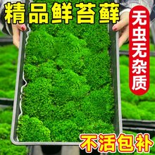 青苔藓鲜活微景观绿植盆景桌面假山造景材料永生白发短绒植物盆栽