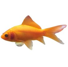 小金鱼苗 小金鱼苗品牌 图片 价格 小金鱼苗批发 阿里巴巴