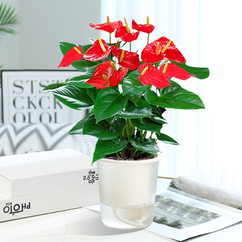 [인터넷 연예인 신제품] 프리미엄 안스리움 + 광조수 흡수조 + 영양액