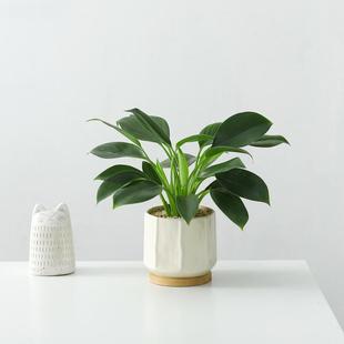 Green Princess Golden Diamond Potted Plant Office Fortune Plant Formaldehyde Absorbing Easy to Grow Air Purifying Green Plant Flower Bonsai