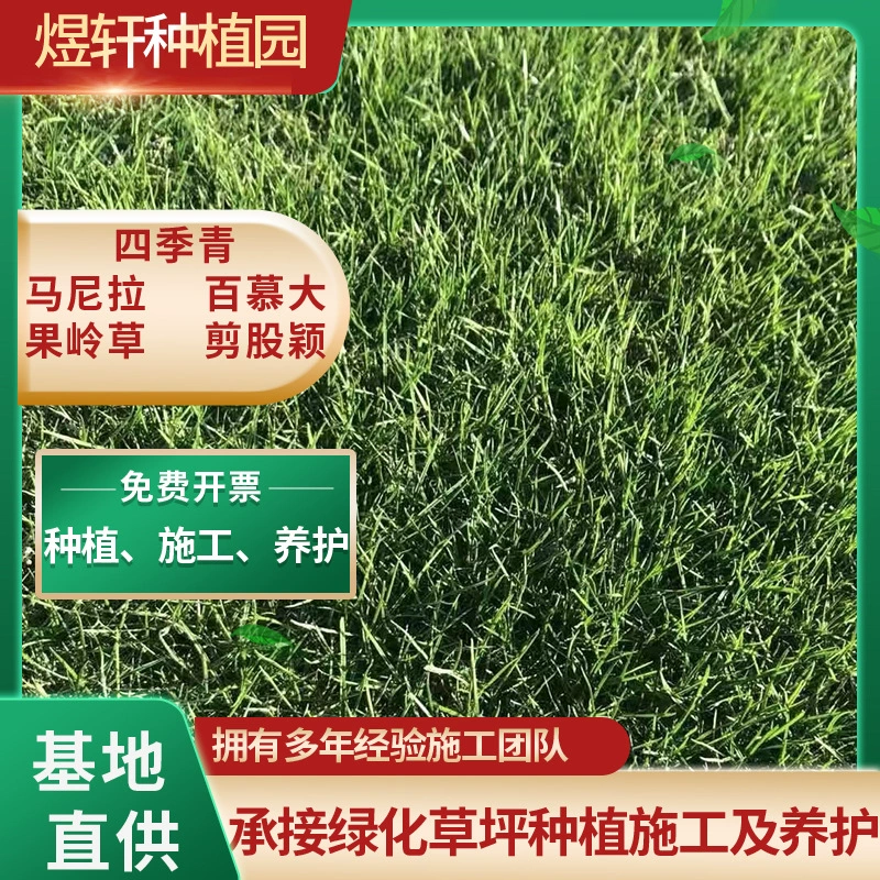 Зерновая трава, четырехсезонные смешанные семена травы, многолетние морозостойкие семена кормовых культур, семена травы для разведения скота, кур, уток, крупного рогатого скота, овец и рыб.