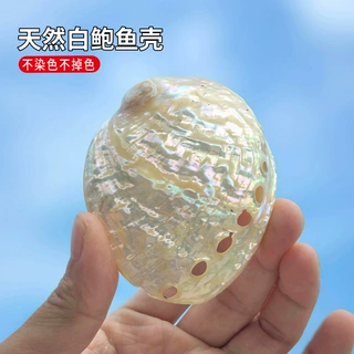 天然白色纹大鲍鱼贝壳家居饰品海螺壳鱼缸水族创意摆件招财鲍鱼壳