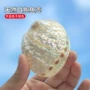 天然水族家居白色海螺壳