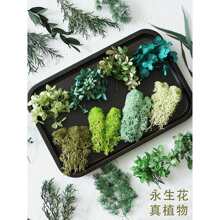 �Gɫֲ���~�Ӹɻ�������diy�����쾰ǧ�ӽ��ָdiy�ֹ��Gֲ�b�