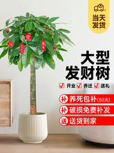 发财树客厅盆栽大招财办公室大型绿植室内开业乔迁新房植物