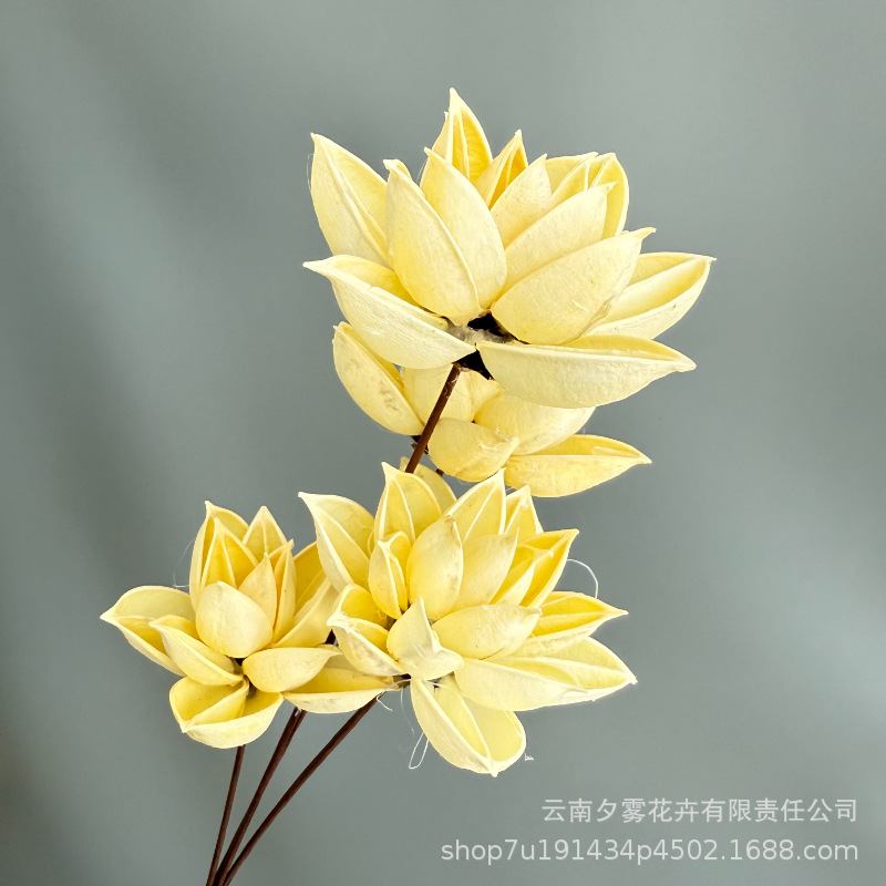 Bauhinia 4 flores blancas