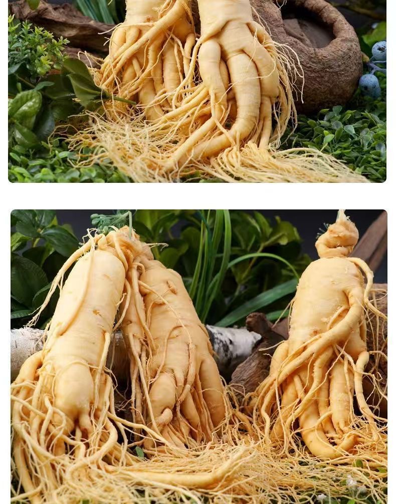 Fresh Ginseng Root (Panax ginseng) — Changbai Mountain Northeast Ginseng for Soup & Tonic Wine details