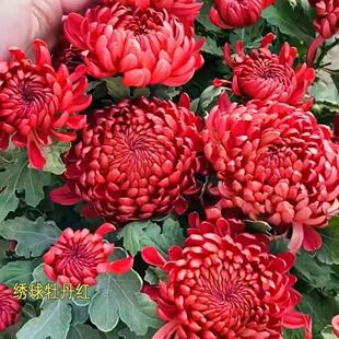 ��ջ������ļ����m���_����ͥԺֲ���҃Ȼ��ܾGֲƹ�ҾՎ�������