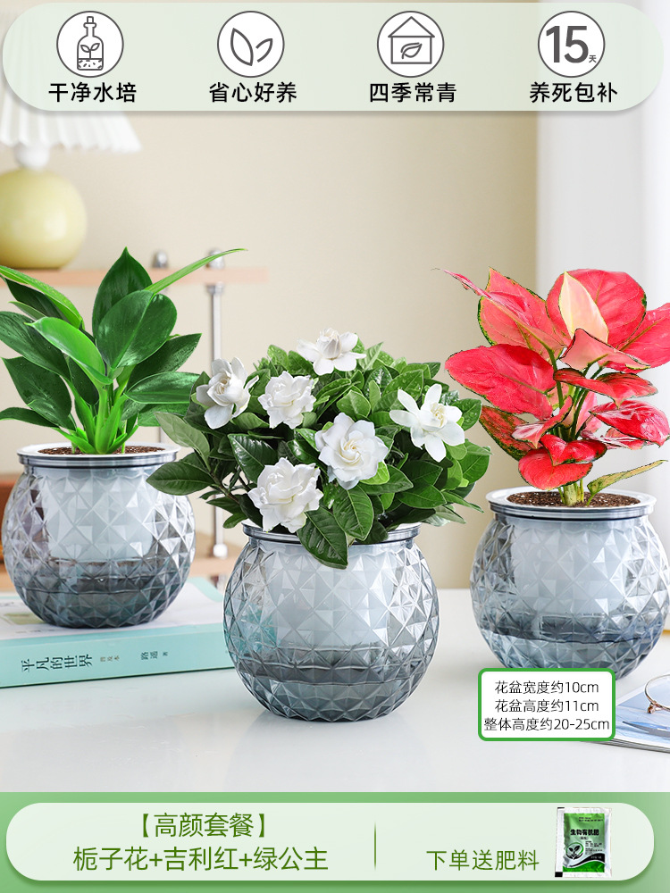 [하이룩 패키지] 가드니아 + 지리 레드 + 그린 프린세스