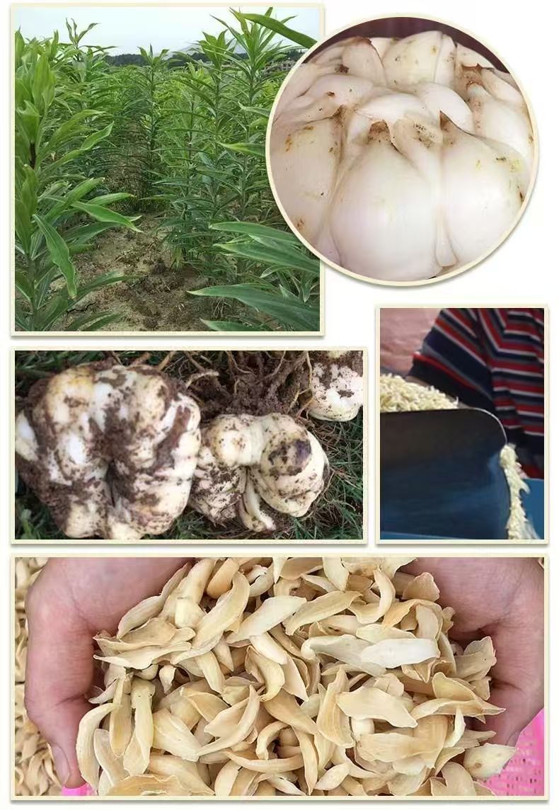 Dried Longya Baihe Lily Bulb Slices 500g Hunan Longhui Dragon Tooth Lily Bulb for Soup Congee and Herbal Tea quality and texture
