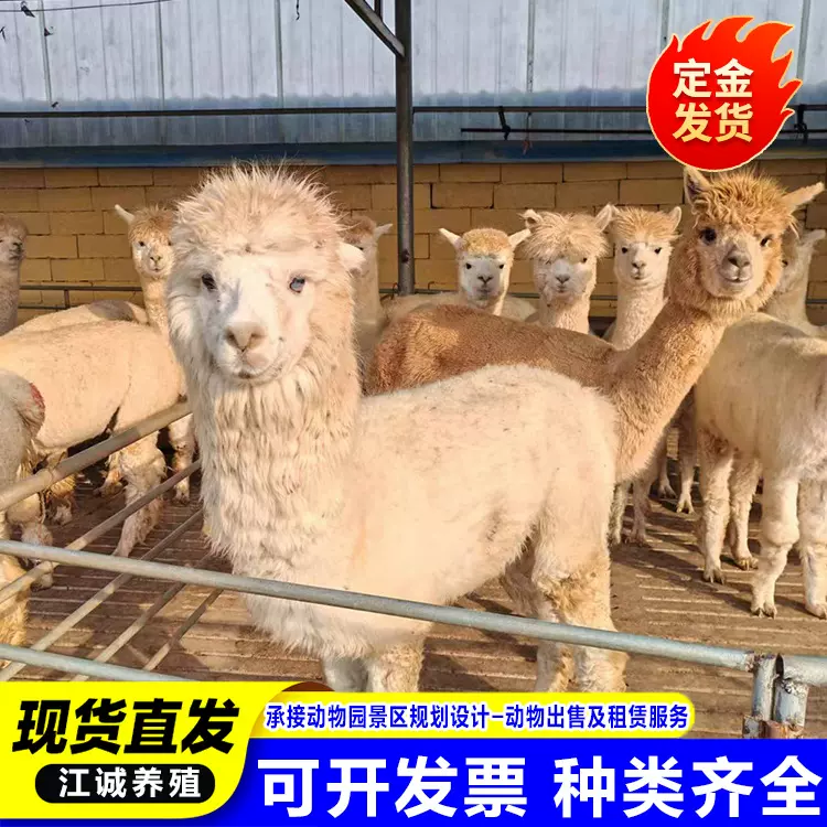 景区观赏萌宠成年羊驼 吐口水小羊驼批发价格 温顺羊驼多少钱一只