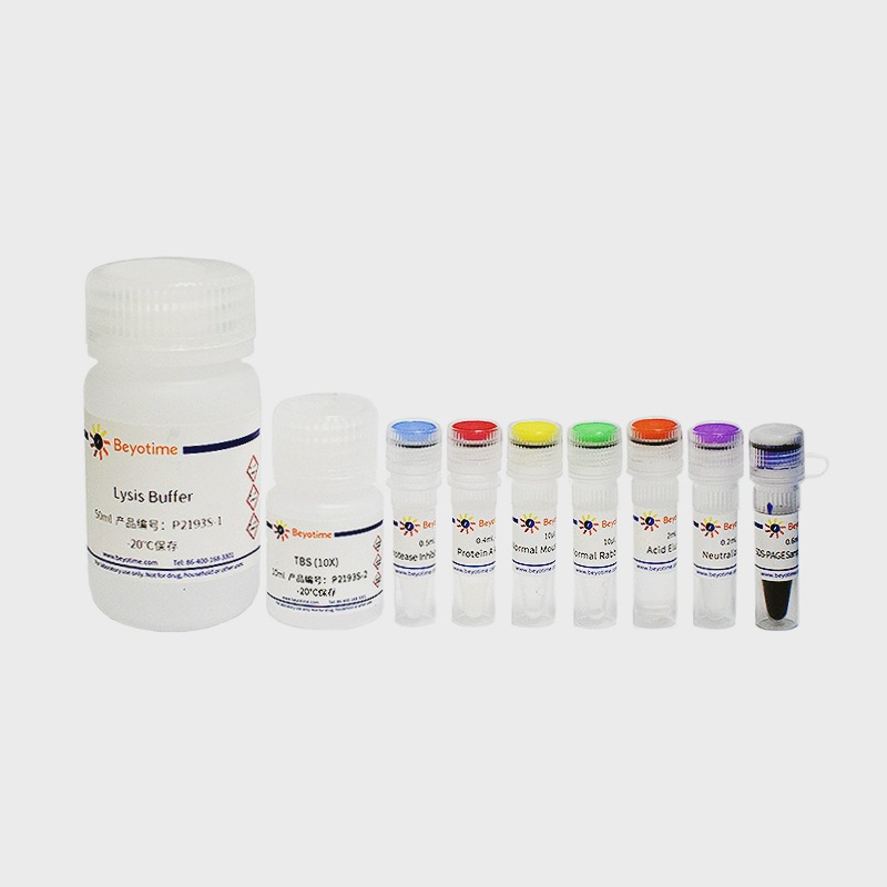 免疫沉淀试剂盒 Protein A琼脂糖凝胶法 P2193S P2193M