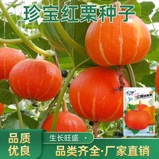 �䌚�t���ϹϷN�� �����ۼt���ϹϷ�Ŵ������⼚āС�Ϲ��߲˷N