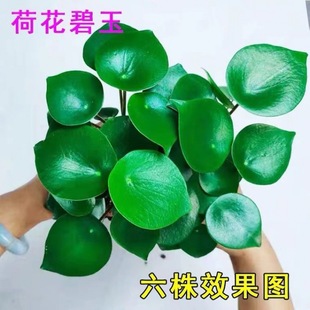 Rare Species Lotus Leaf Jasper Potted Hydroponic Plant Bean Green Foliage Flower Desktop Radiation-Proof Green Plant