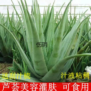 庫拉索蘆薈盆栽 蘆薈植物食用蘆薈綠植蘆薈苗蘆薈院專用