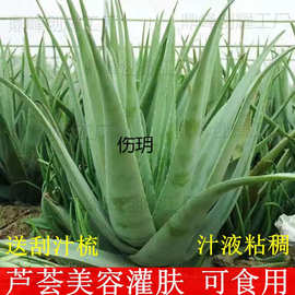 库拉索芦荟盆栽 芦荟植物食用芦荟绿植芦荟苗芦荟院专用