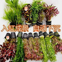 �~��ˮ��ֲ������쾰�ײ�ȫ�����ˮ�ݾGֲ�b�����ˮ��